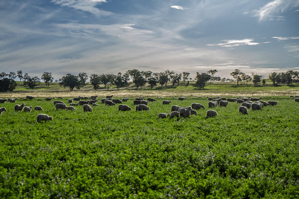 Bellerive 475 River Road, Ponto, NSW, 2818 - Image 5