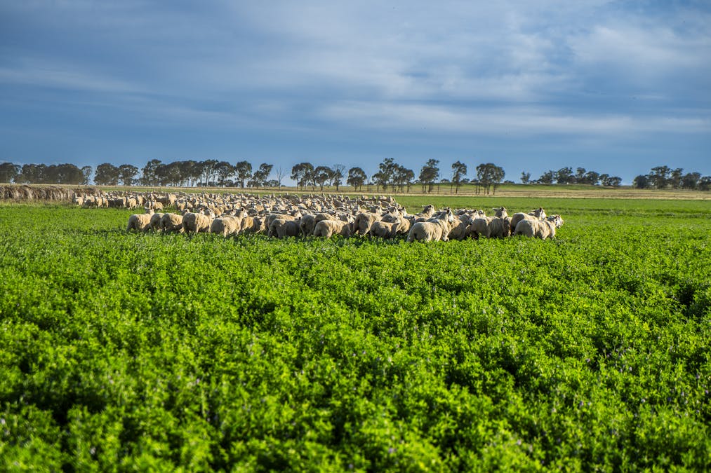 Bellerive 475 River Road, Ponto, NSW, 2818 - Image 2