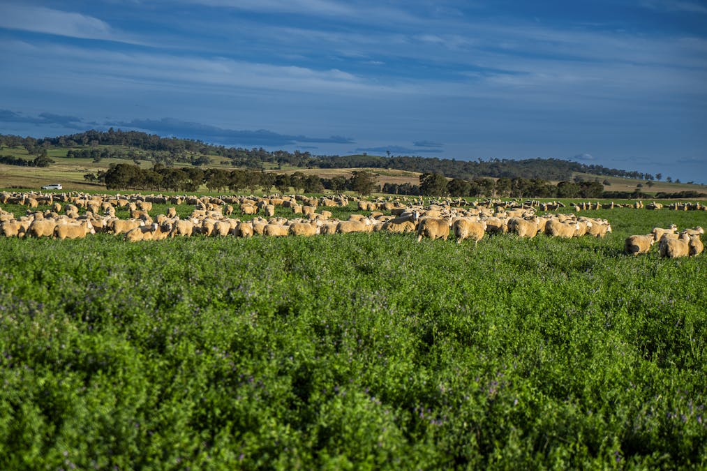 Bellerive 475 River Road, Ponto, NSW, 2818 - Image 29