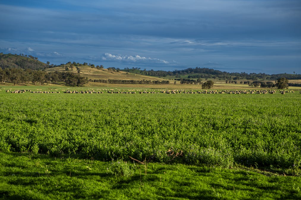 Bellerive 475 River Road, Ponto, NSW, 2818 - Image 6