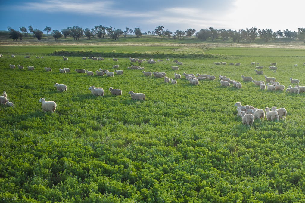 Bellerive 475 River Road, Ponto, NSW, 2818 - Image 21