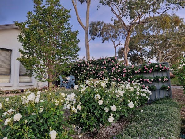 4A Webb Street, Clare, SA, 5453 - Image 1