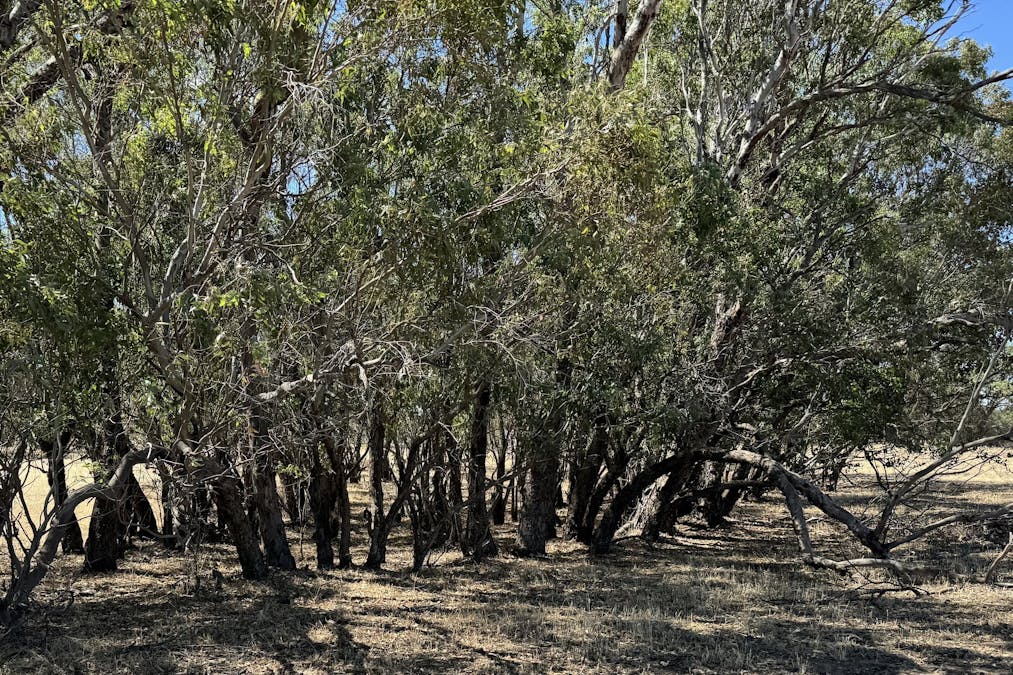 409 Northam-York Road, Muluckine, WA, 6401 - Image 20