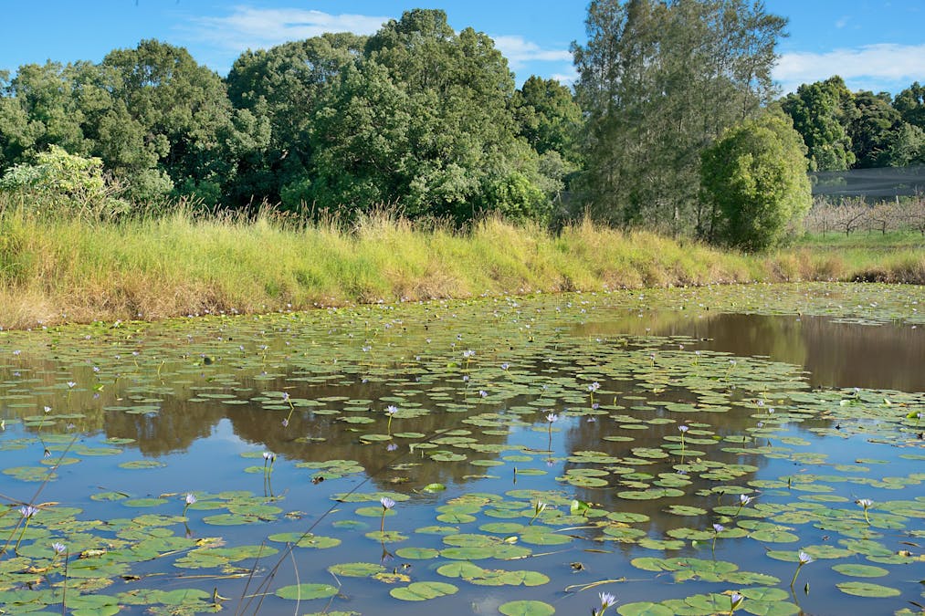 53 McLeans Ridges Road, Wollongbar, NSW, 2477 - Image 3