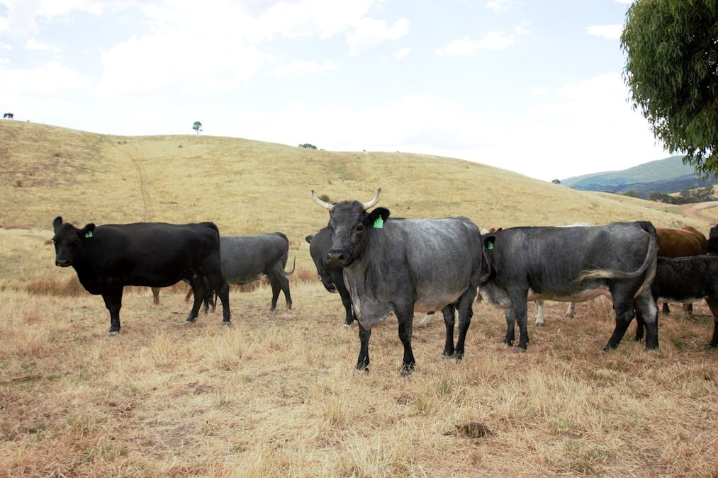Lot 2/565 Dry Creek Road, Bonnie Doon, VIC, 3720 - Image 6