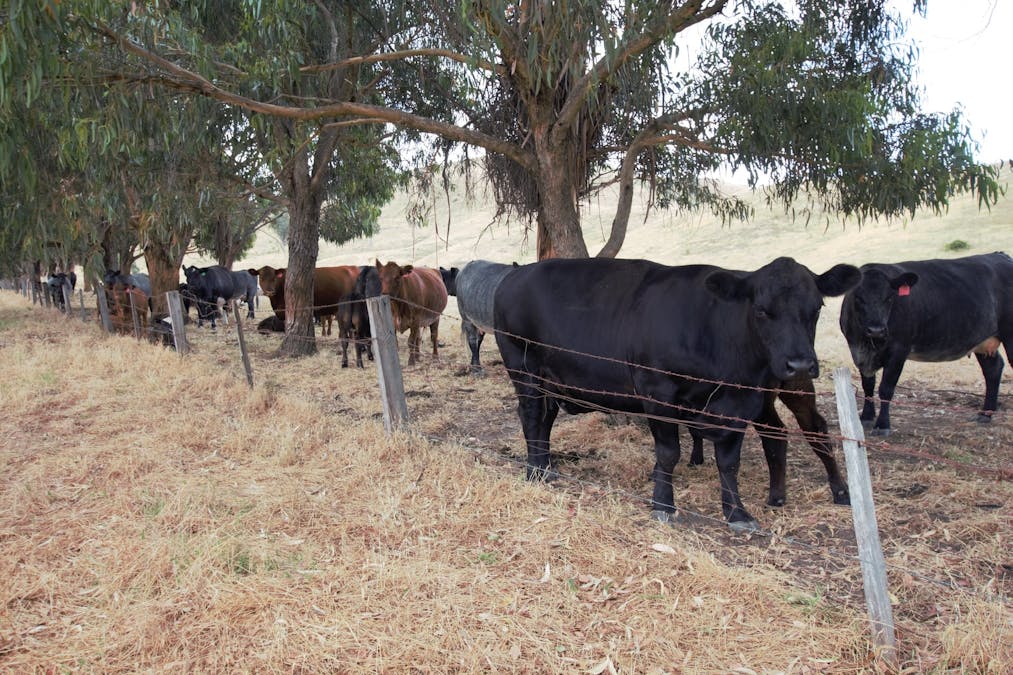 Lot 2/565 Dry Creek Road, Bonnie Doon, VIC, 3720 - Image 10