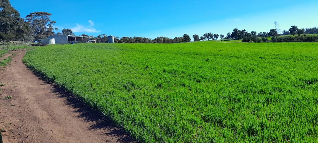 210  Yenellin Road, East Pingelly, WA, 6308 - Image 15