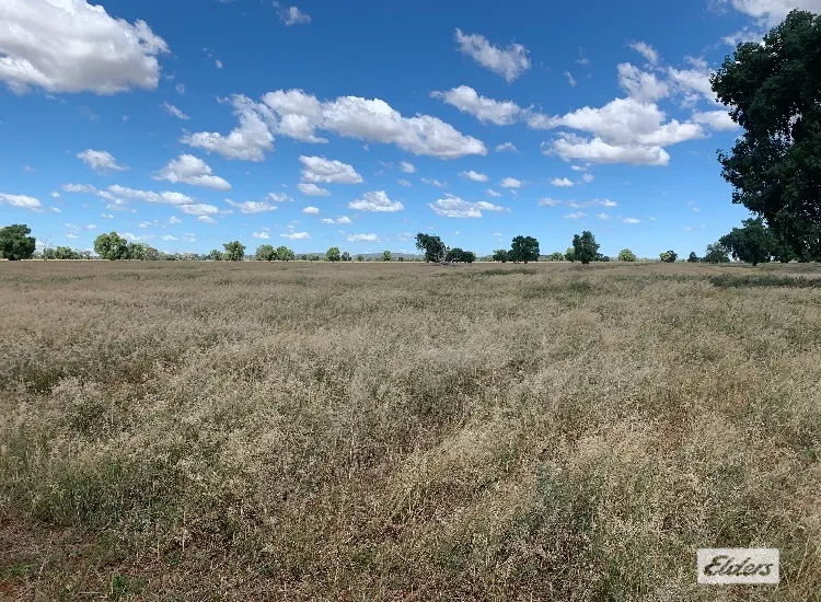 'Delby' 42 Pangee Road, Bobadah, NSW, 2877 - Image 4