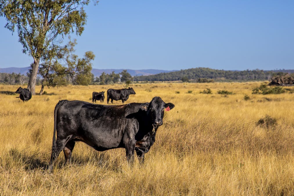 163 Flohrs Road, Wowan, QLD, 4702 - Image 14