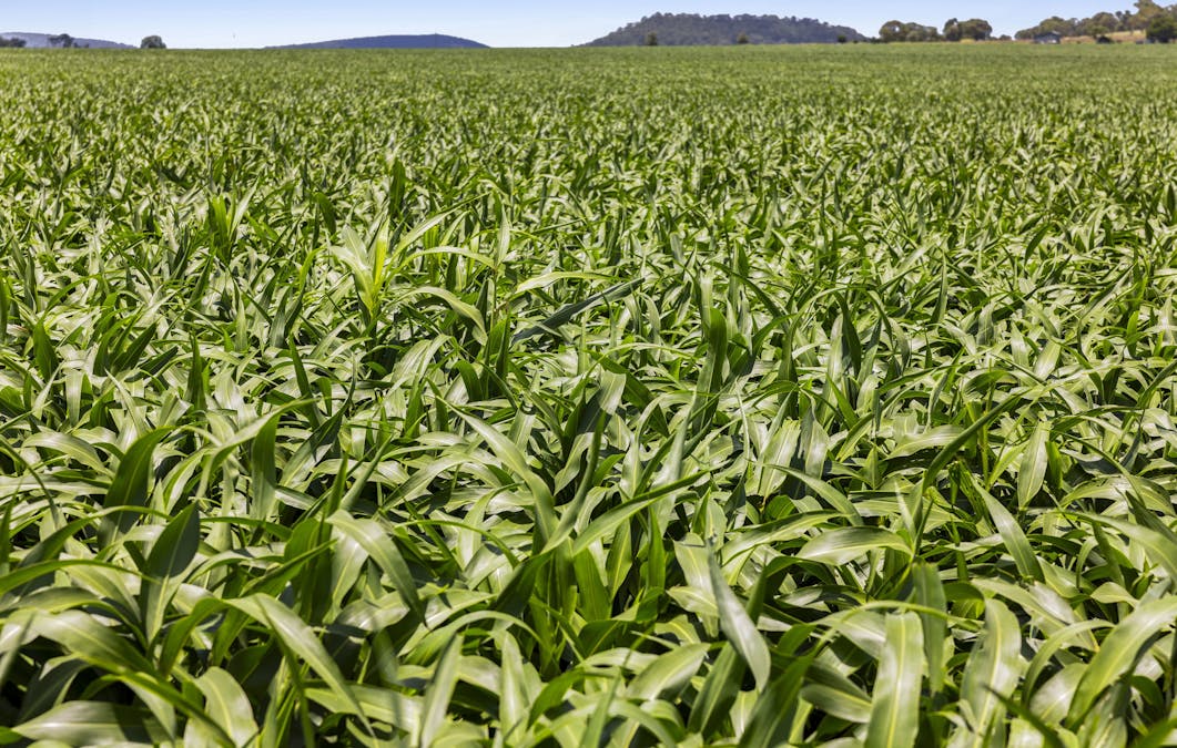 Lot 3 Carey Road, Nevilton, QLD, 4361 - Image 10