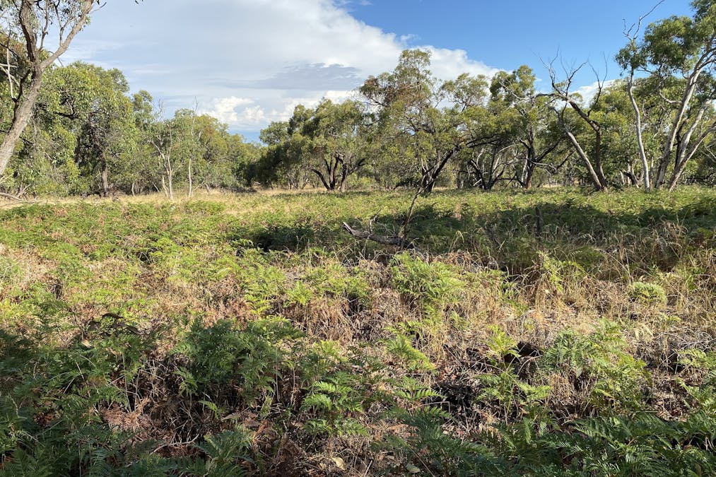 100 Repeater Station Road, Naracoorte, SA, 5271 - Image 5