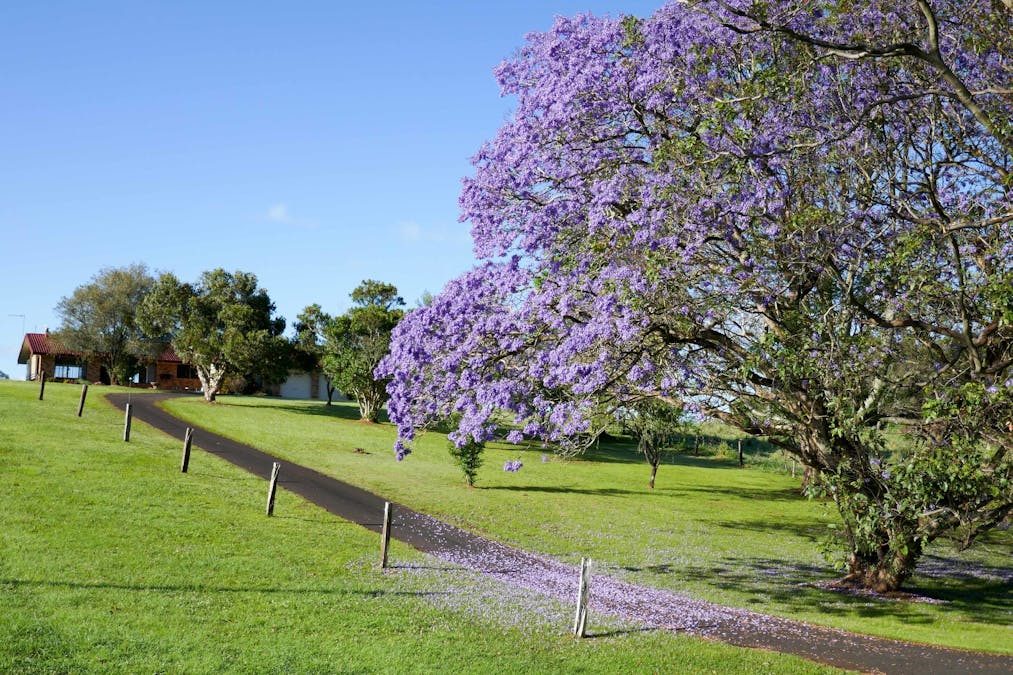 337 Humpty Back Road, Pearces Creek, NSW, 2477 - Image 18