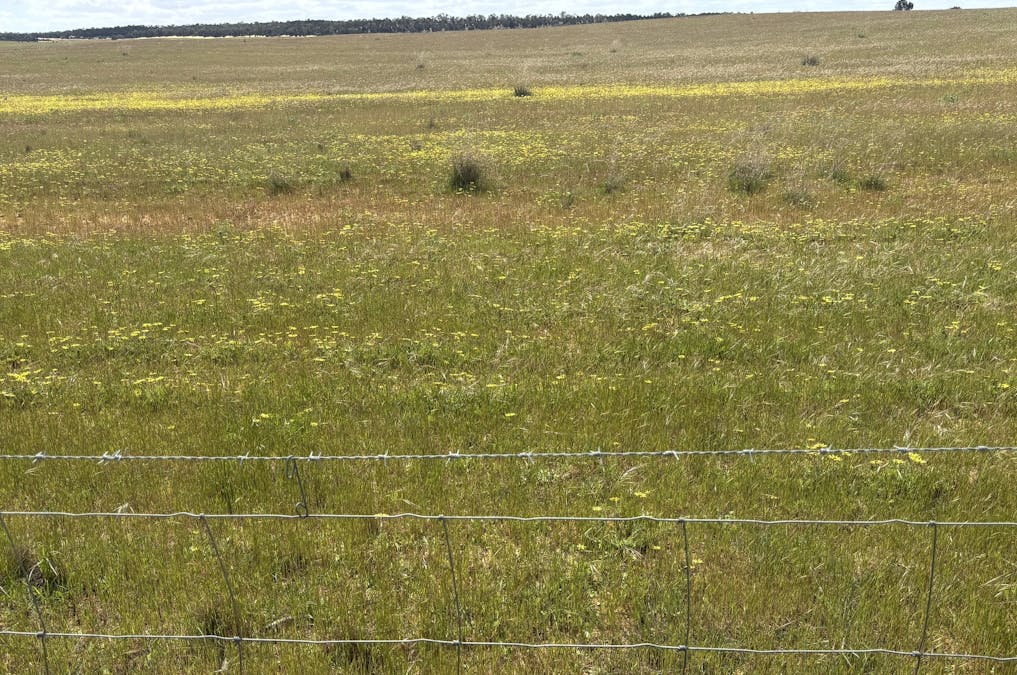 1105 Coorow-Greenhead Road, Coorow, WA, 6515 - Image 26