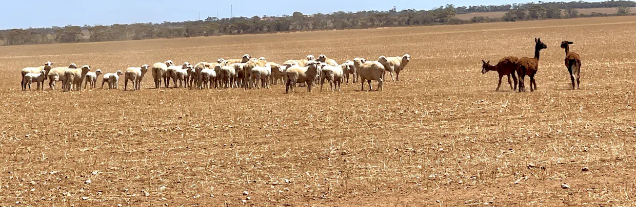 1266 OTC Road, Wandana, SA, 5690 - Image 3