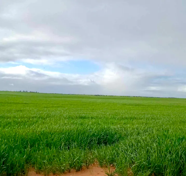 1266 OTC Road, Wandana, SA, 5690 - Image 29