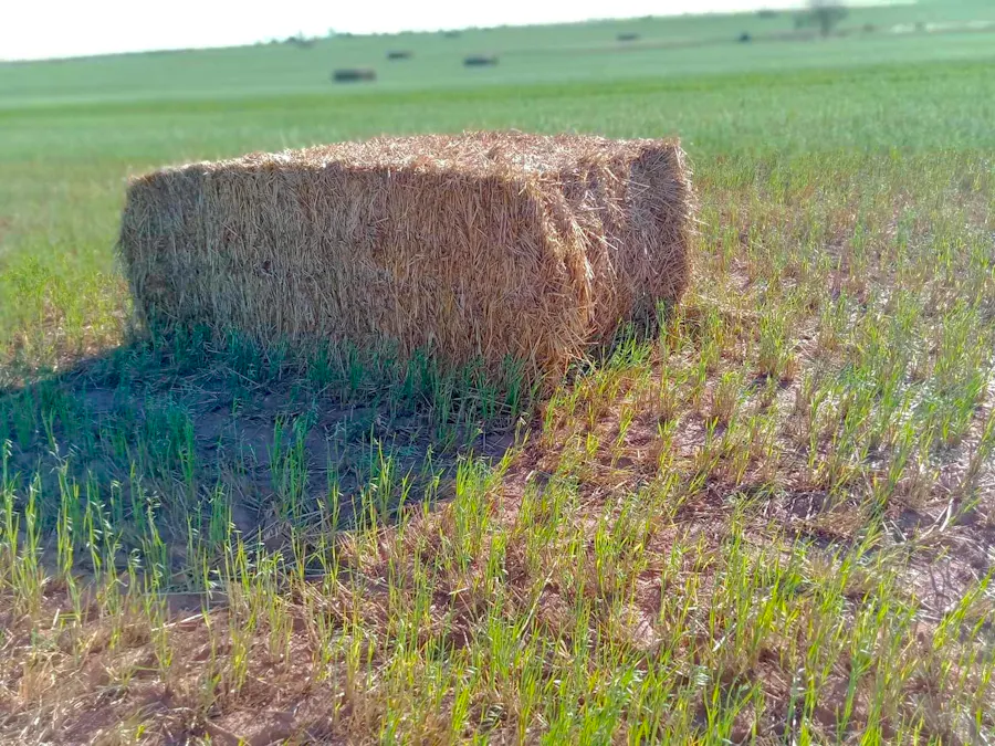 1266 OTC Road, Wandana, SA, 5690 - Image 31