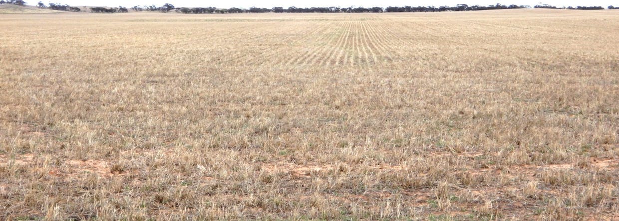 1481 Parrakie North Road, Lameroo, SA, 5302 - Image 8