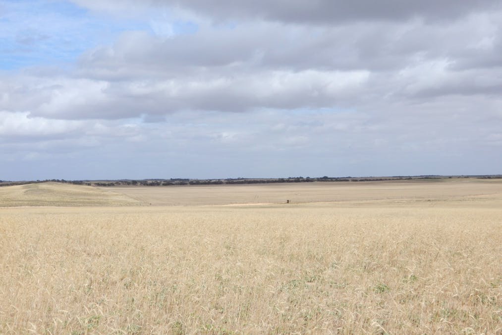 1481 Parrakie North Road, Lameroo, SA, 5302 - Image 12