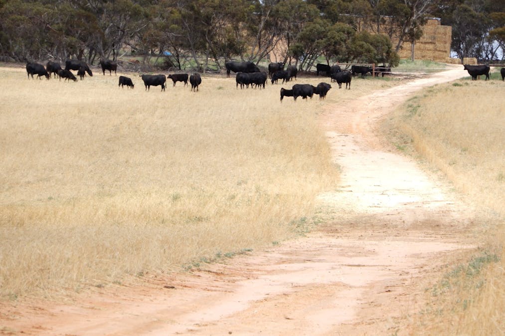1481 Parrakie North Road, Lameroo, SA, 5302 - Image 22