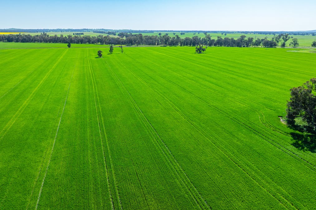 153 Balldale-Coreen Road, Corowa, NSW, 2646 - Image 4