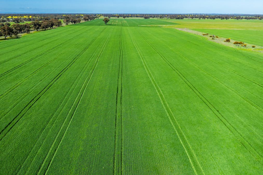 153 Balldale-Coreen Road, Corowa, NSW, 2646 - Image 7