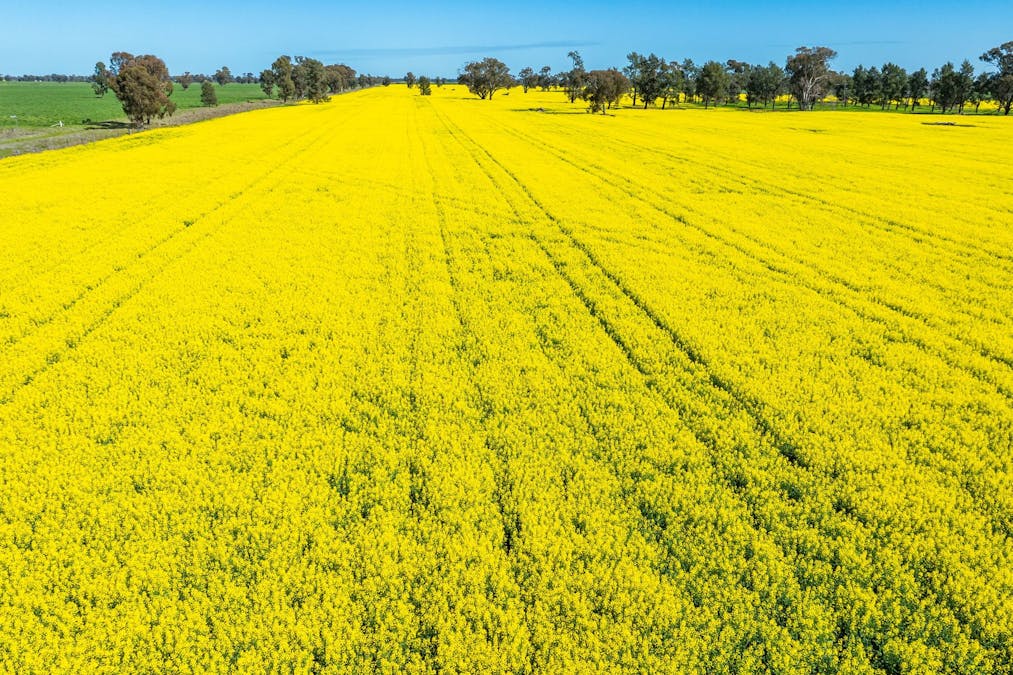 153 Balldale-Coreen Road, Corowa, NSW, 2646 - Image 3