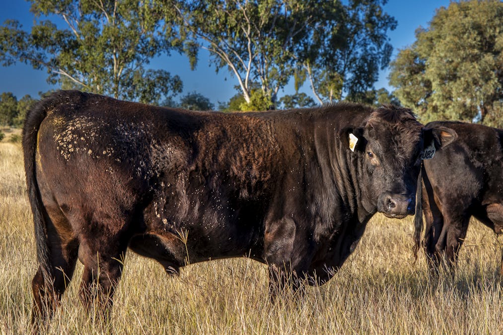Lot 88 Flohrs Road, Dululu, QLD, 4702 - Image 11