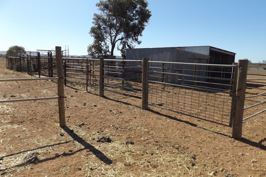 Minburra/Lynch Road, Minburra, SA, 5431 - Image 8