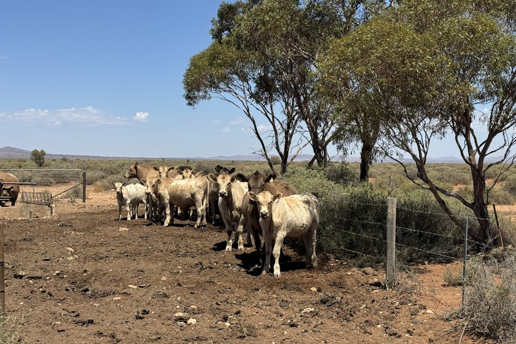 Minburra/Lynch Road, Minburra, SA, 5431 - Image 22