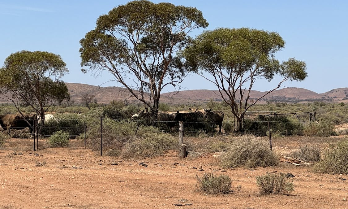 Minburra/Lynch Road, Minburra, SA, 5431 - Image 27