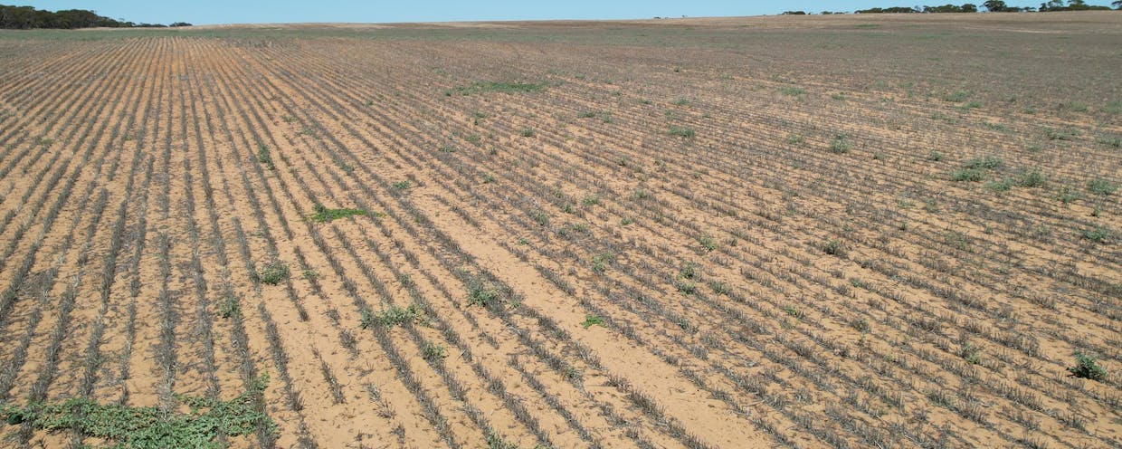 Lot 1 Stones Track & Lot 17 Kulkami Road, Karoonda, SA, 5307 - Image 8