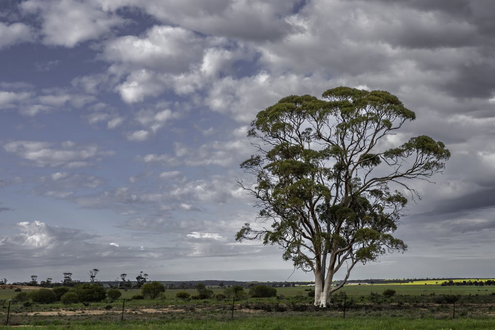 16757 Luckman Road, Welbungin, WA, 6477 - Image 3