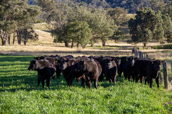 3953 Halls Creek Road, Manilla, NSW, 2346 - Image 1