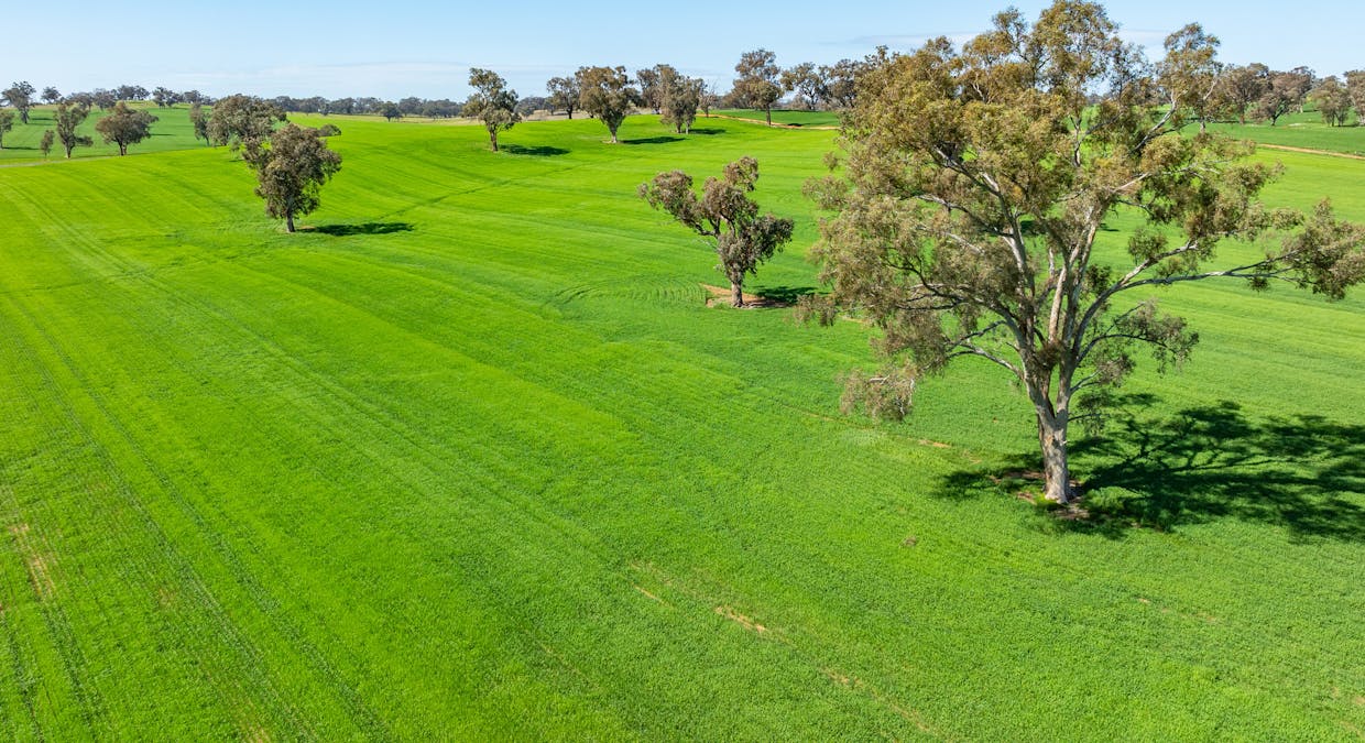 1726 Howlong Burrumbuttock Road, Burrumbuttock, NSW, 2642 - Image 13