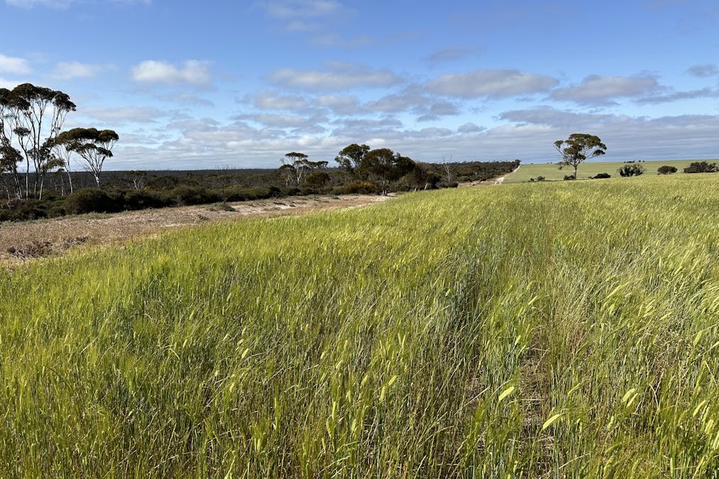 2501/Hyden Norseman Road, Hyden, WA, 6359 - Image 2