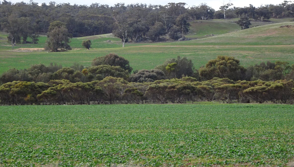 Grout Road, Cuballing, WA, 6311 - Image 2