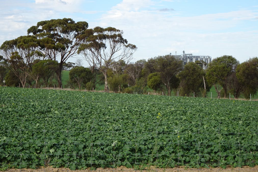 Grout Road, Cuballing, WA, 6311 - Image 3