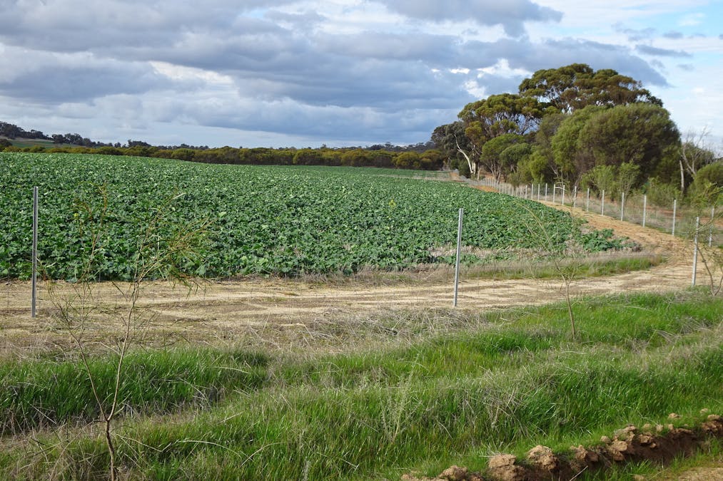 Grout Road, Cuballing, WA, 6311 - Image 4