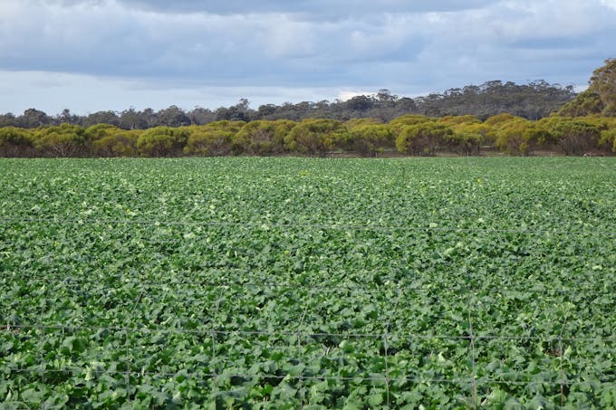 Grout Road, Cuballing, WA, 6311 - Image 1