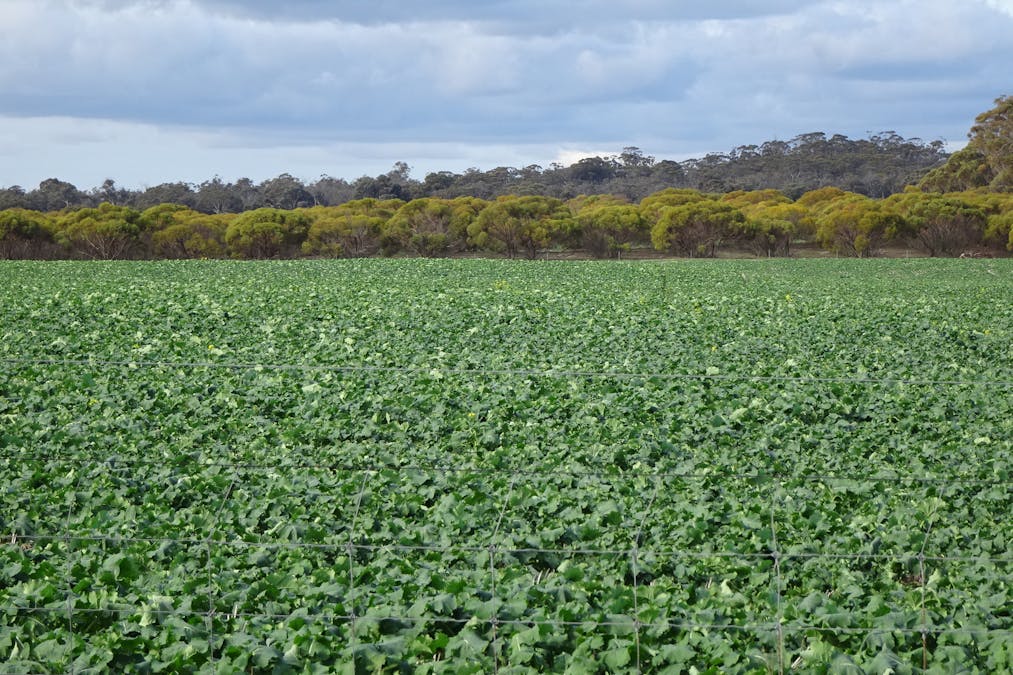 Grout Road, Cuballing, WA, 6311 - Image 1