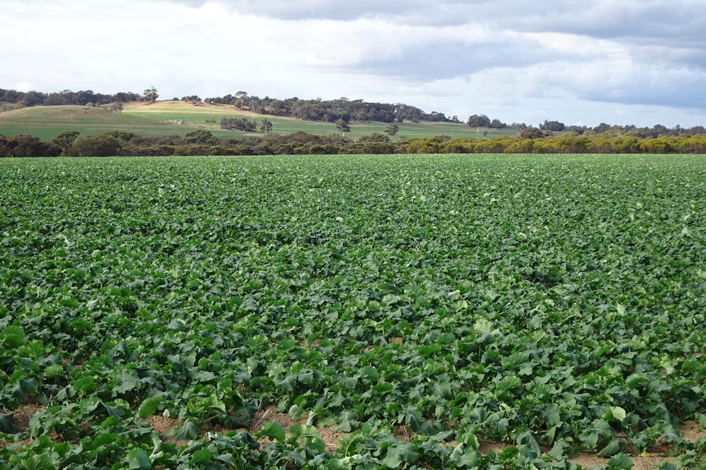 Grout Road, Cuballing, WA, 6311 - Image 5