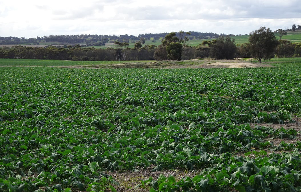 Grout Road, Cuballing, WA, 6311 - Image 6