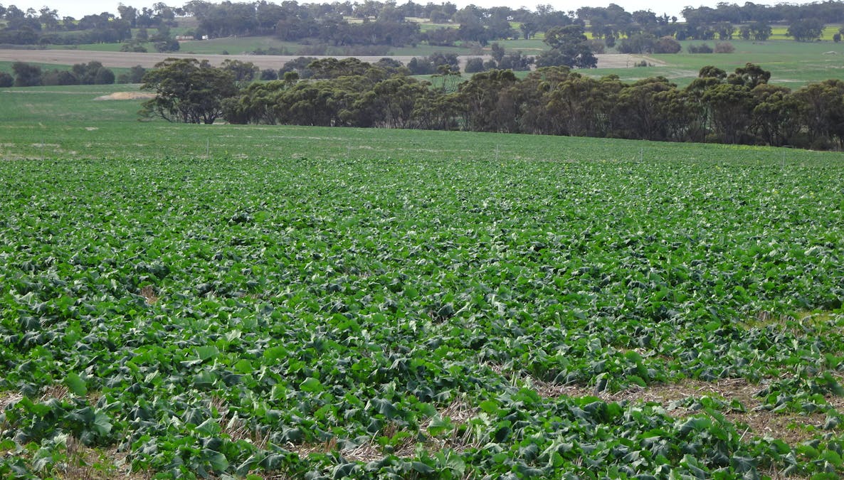 Grout Road, Cuballing, WA, 6311 - Image 7