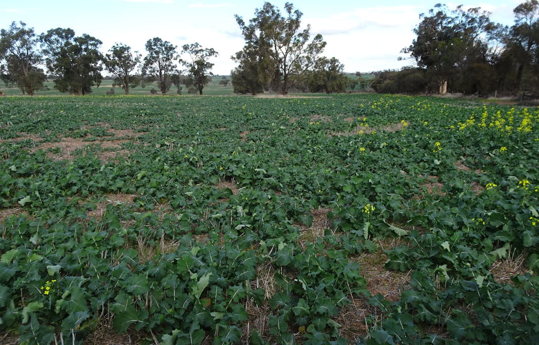 Grout Road, Cuballing, WA, 6311 - Image 9