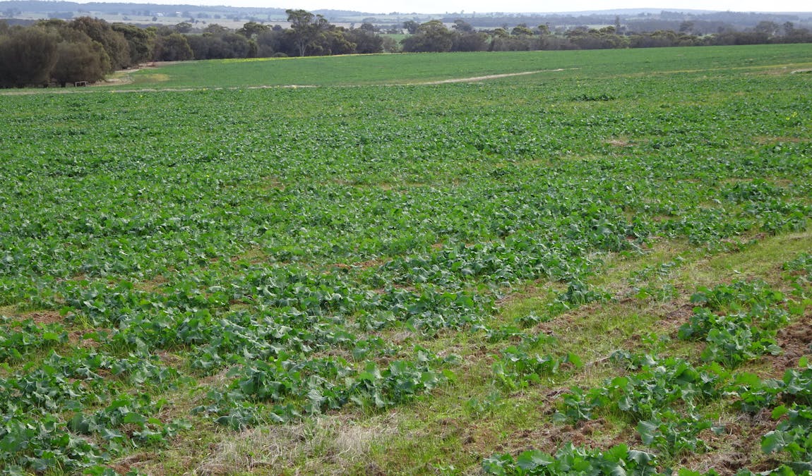 Grout Road, Cuballing, WA, 6311 - Image 11