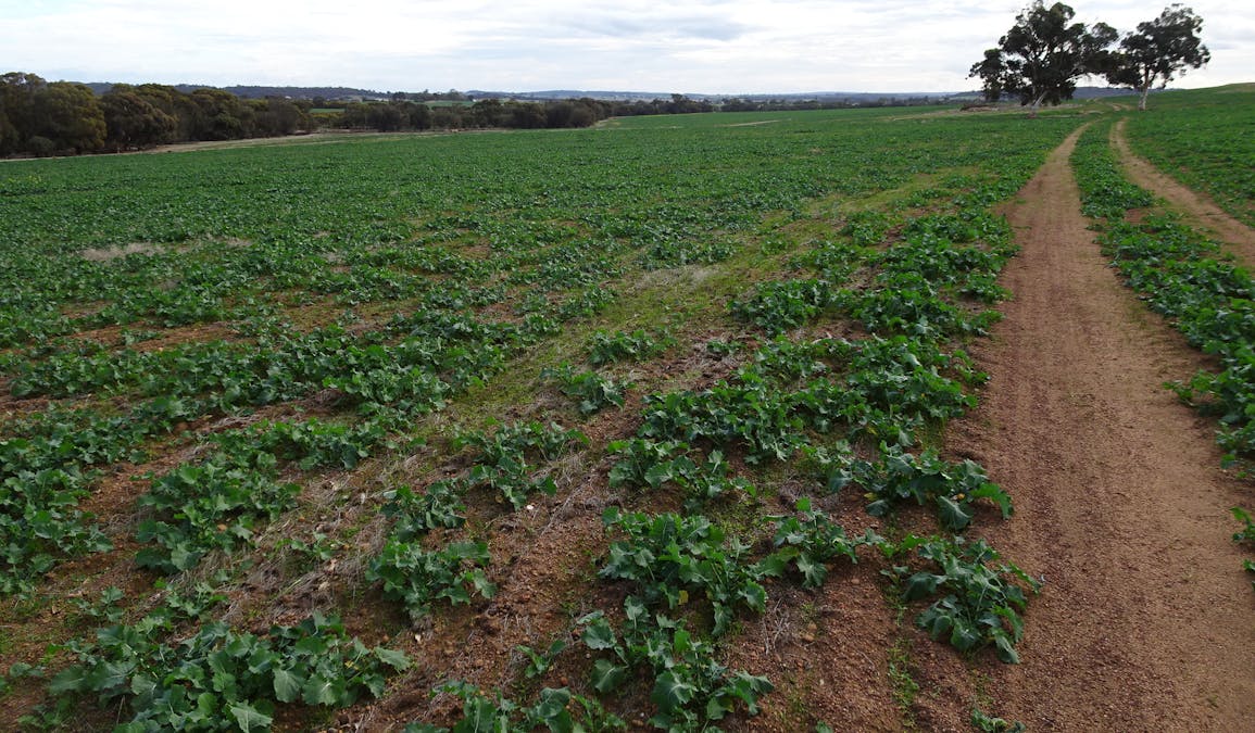 Grout Road, Cuballing, WA, 6311 - Image 12