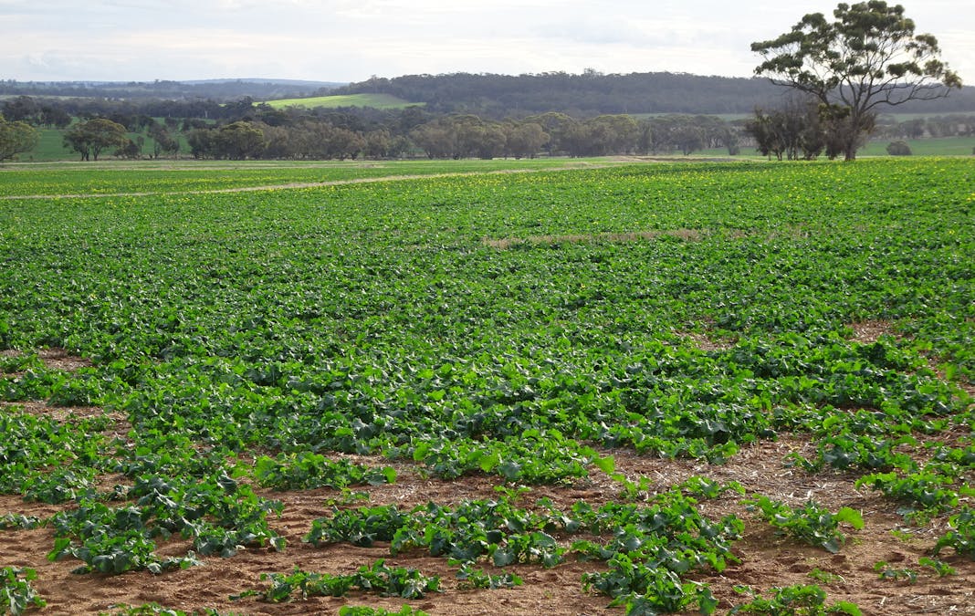 Grout Road, Cuballing, WA, 6311 - Image 14