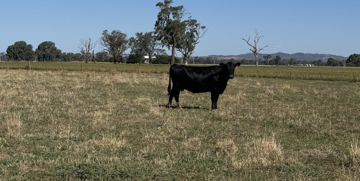122 Reapers Road, Culcairn, NSW, 2660 - Image 2