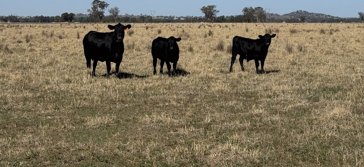 122 Reapers Road, Culcairn, NSW, 2660 - Image 3