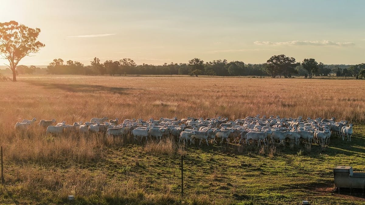 3761 Neilrex Road, Neilrex, NSW, 2831 - Image 7